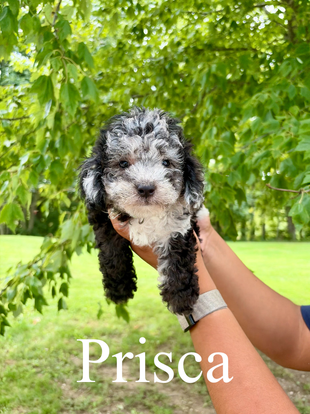 Prisca 1